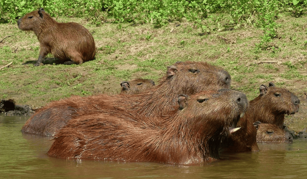 RURRENABAQUE - JUNGLA - Tour de 3 Dias