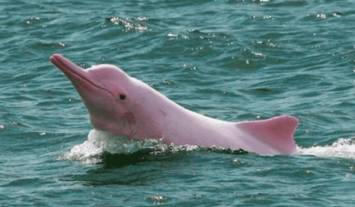 RURRENABAQUE - JUNGLA - Tour de 3 Dias